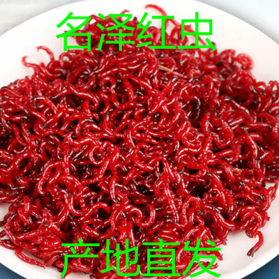 天津红虫子活饵鲜活鱼虫垂钓鱼饵血虫红线虫赤虫鲜红虫线虫水蚯蚓