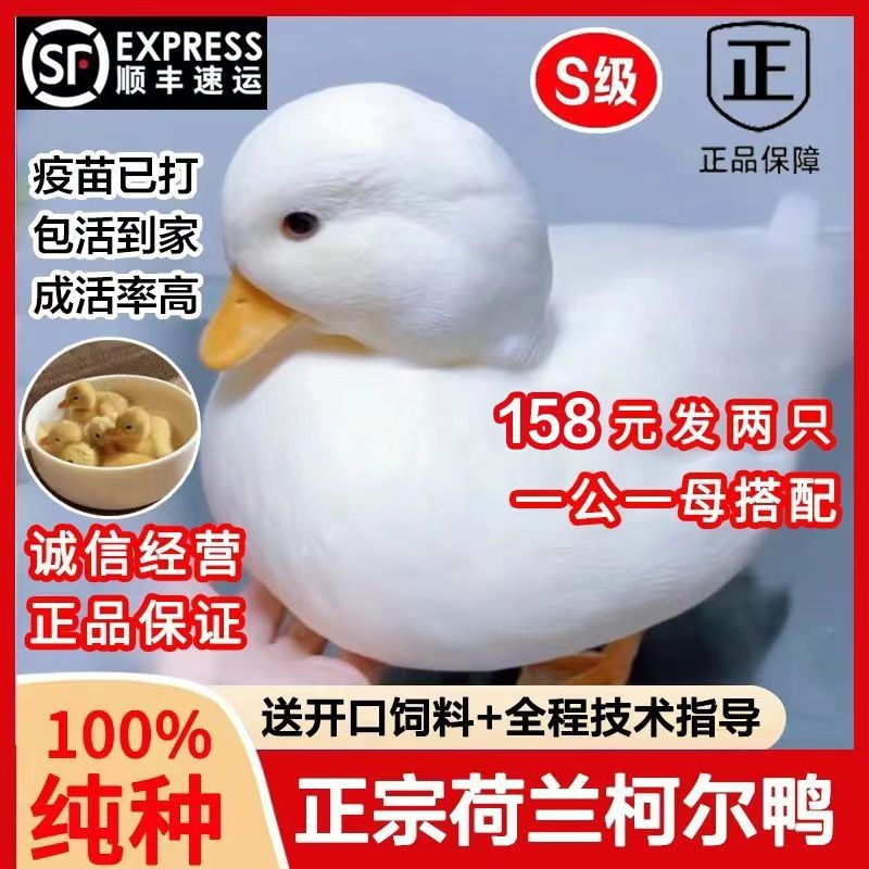 柯尔鸭活宠物网红鸭活柯尔鸭可达鸭的活苗小幼崽活物宠物小黄鸭活