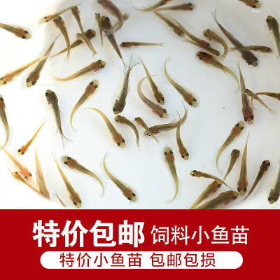 喂乌龟吃的小鱼苗金鱼银龙鱼仔饲料活食观赏活鱼淡水草鱼鲫鱼活物