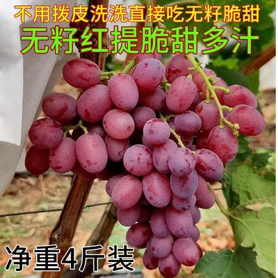 山西当季产地直发现摘克伦生无籽红提子冰美人4斤葡萄孕妇水果