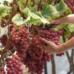 克伦生无籽红提子新鲜水果冰美人葡萄孕妇水果1/4斤整箱包邮