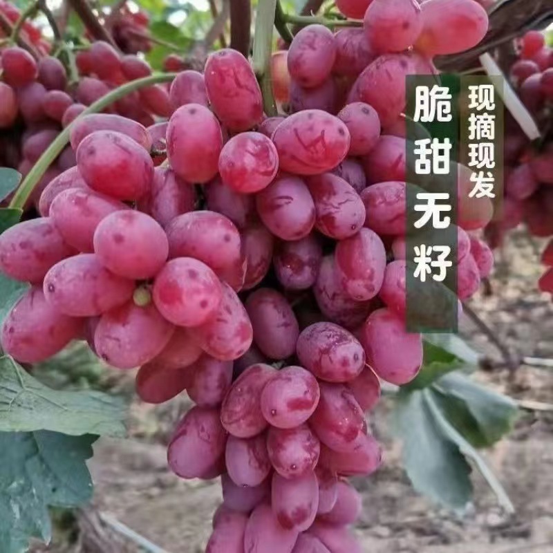 自产自销无籽红提克仑生现摘现发