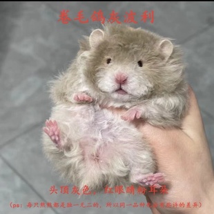 仓鼠熊家养波利金丝熊长毛卷毛黑波利黄波利蜜波利火波利鸽灰波利