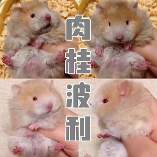 家养藤盒发长毛卷毛波利金丝熊大体金丝熊黑蜜波利金丝熊可爱幼崽