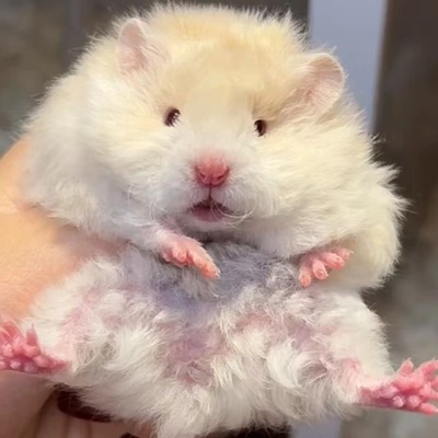 家养直毛卷毛金丝熊黑波利密波利大体标体幼崽仓鼠长毛熊波利包邮