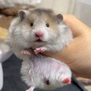 仓鼠熊家养波利金丝熊长毛卷毛黑波利黄波利蜜波利火波利鸽灰波利