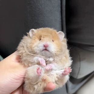 家养纯种温顺波利金丝熊仓鼠金丝熊直毛卷毛黑黄火巧密蓝肉桂波利