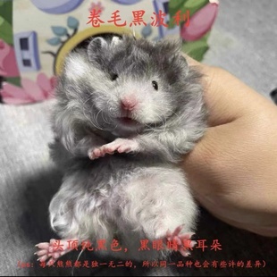仓鼠熊家养波利金丝熊长毛卷毛黑波利黄波利蜜波利火波利鸽灰波利