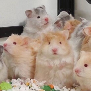 仓鼠熊家养波利金丝熊长毛卷毛黑波利黄波利蜜波利火波利鸽灰波利