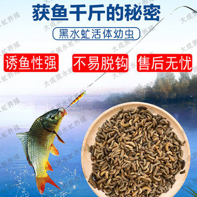 黑水虻活虫活体饵料垂钓罗非鲫鱼翘嘴黄辣丁溪流江河水库野钓专用