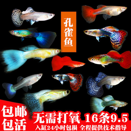 孔雀鱼灯科鱼胎生鱼热带淡水鱼小型观赏鱼斑马金鱼活体杂袍不打氧