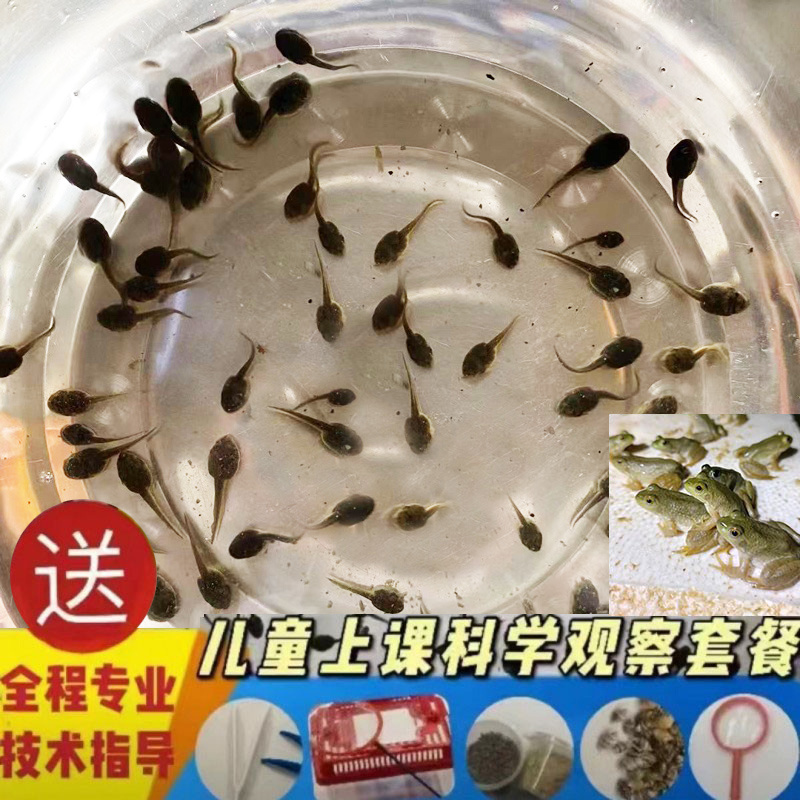 小蝌蚪苗水族青蛙蝌蚪活体 牛蛙蝌蚪活物幼儿园观察宠物淡水耐养 宠物/宠物食品及用品 特色爬宠/鸣虫 原图主图