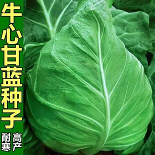 宝塔牛心甘蓝种籽蔬菜种子包菜种莲花白卷心菜籽耐寒正宗春秋四季