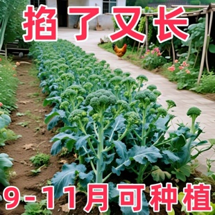 西兰苔种子芥兰种籽芥菜苔种子四季春种耐院热阳台庭蔬菜种子大全