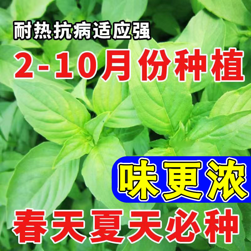 四季播大叶荆芥种子耐热寒