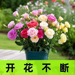 进口重瓣洋桔梗花种籽混色四季播种开花易活花卉种籽子室内外花籽