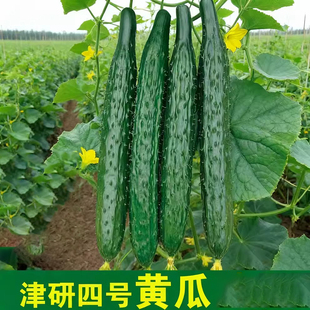 津研四号黄瓜种子 绿心绿肉高产四季阳台盆栽蔬菜种籽早春蔬莱孑