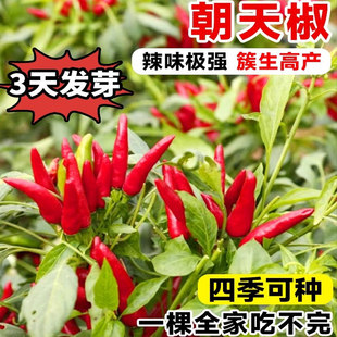 朝天辣椒种子四季小米辣椒盆栽阳台春蔬菜大全种植红菜苔一串高产