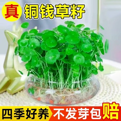铜钱草水培植物养籽花卉室