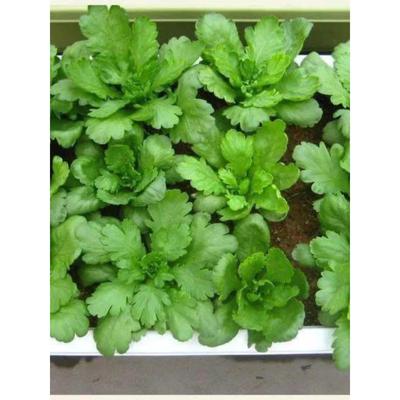 【今年新种】青香大叶茼蒿