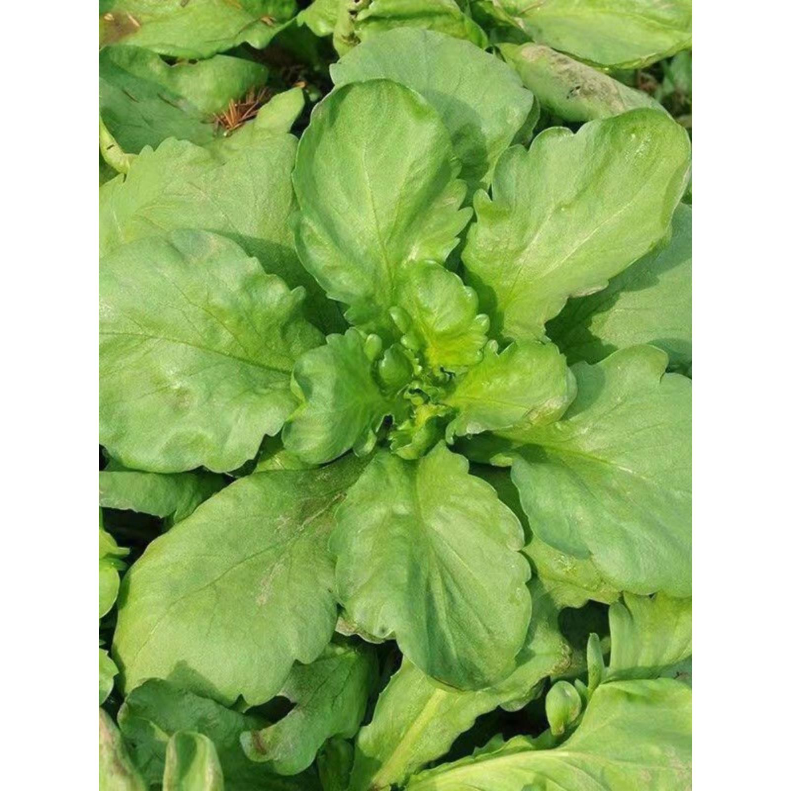 【今年新种】青香大叶茼蒿