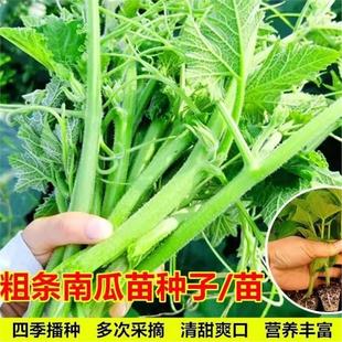 专吃南瓜尖种籽高产粗条南瓜苗种子农家菜园藤茎嫩叶四季蔬菜苗孑