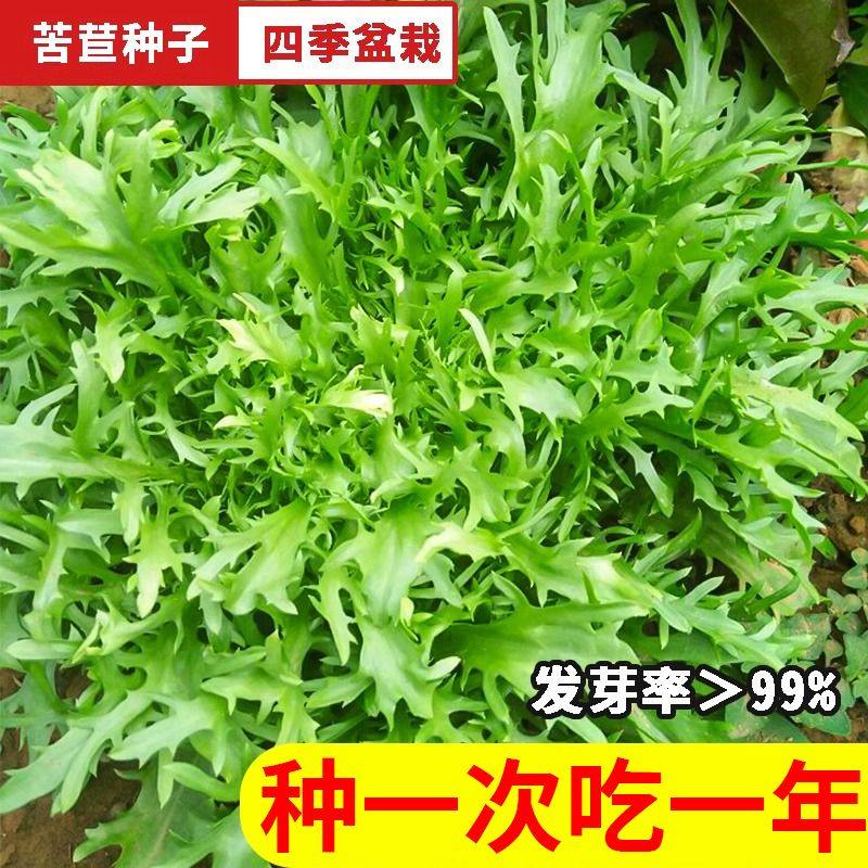 四季苦菊种子苦菊菜籽种苦苣菜种籽秋季沙拉菜盆栽阳台蔬菜种籽,鲜花速递/花卉仿真/绿植园艺,家庭园艺种子,淘宝优惠券,粉丝福利购,淘宝优惠卷