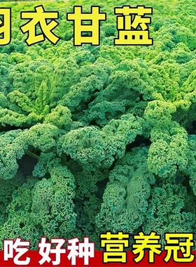 羽衣甘蓝种子种籽苗孑食用秋冬季紫色蔬菜种籽四季盆栽菜苗冬季