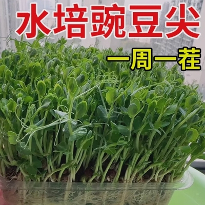 豌豆种子大全水培豌豆尖种专吃豌豆苗芽苗菜籽种无土栽培蔬菜种孑