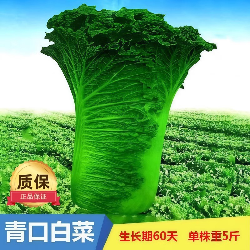 青麻叶白菜种子秋菜高产抗病青麻叶白菜种子青麻叶直筒蔬菜种子