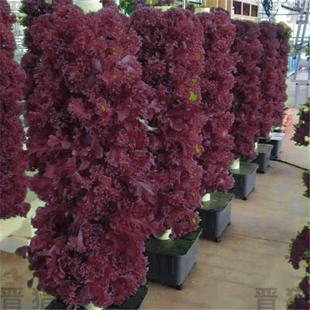 【种一次吃一年】脆嫩紫生菜树种子高产生吃生菜种籽耐热蔬菜