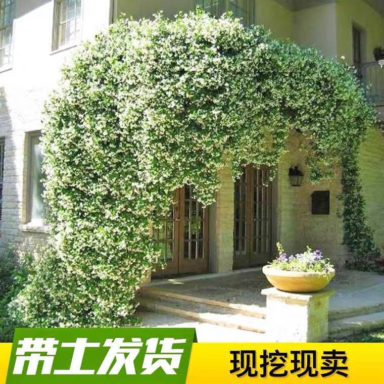 风车茉莉藤本花卉庭院四季耐寒