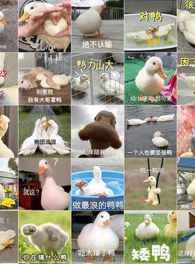 120张鸭鸭表情包贴纸网红沙雕搞笑趣味创意手机手账装饰防水贴画