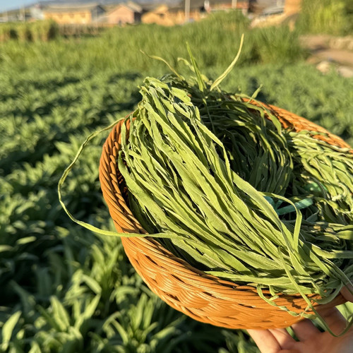 【一斤装】新鲜贡菜干优选新鲜贡菜苔干苔菜脱水蔬菜火锅食材
