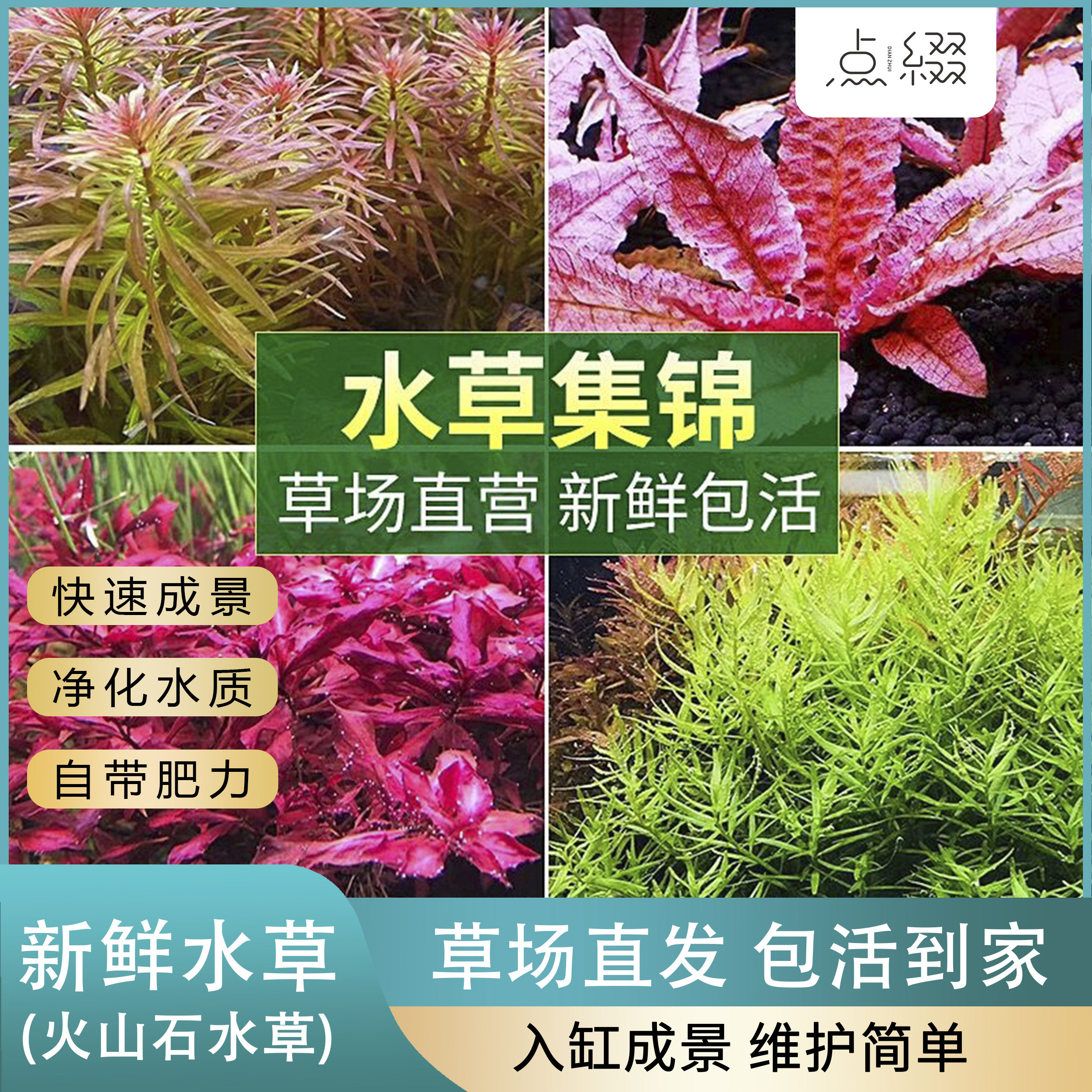 水草植物小鱼缸造景全套餐真装饰净化水质蜈蚣懒人阴性火山石水草属于什么档次？