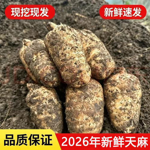 新鲜当季天麻 天麻仿野生林下种植 原产地现挖现发高山鲜天麻