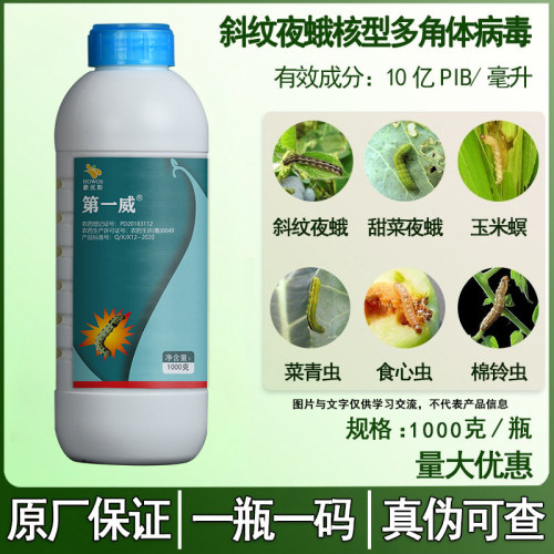 斜纹夜蛾青虫玉米水稻