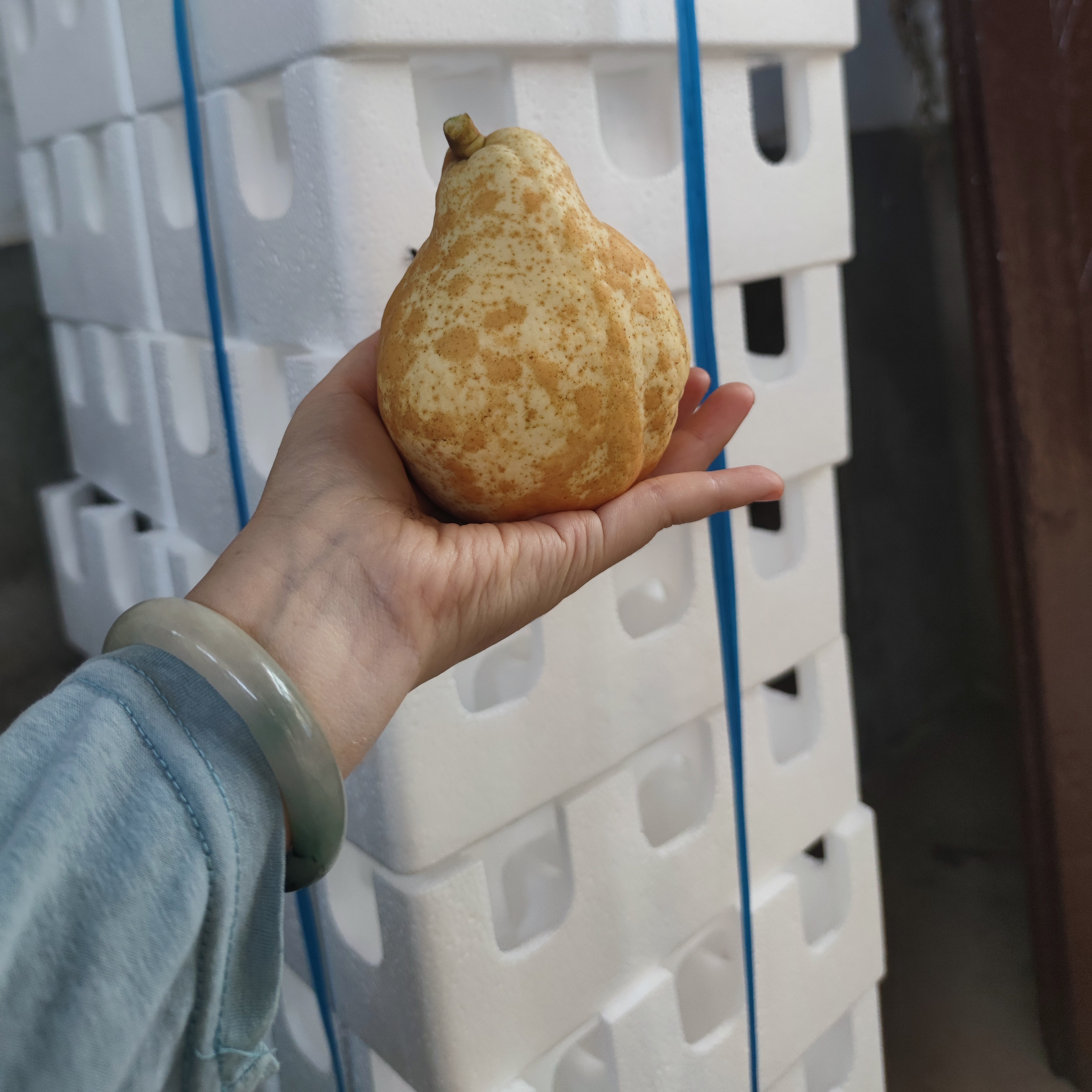山东烟台正宗佛手梨（形似丑梨）新鲜水果礼盒当季梨子