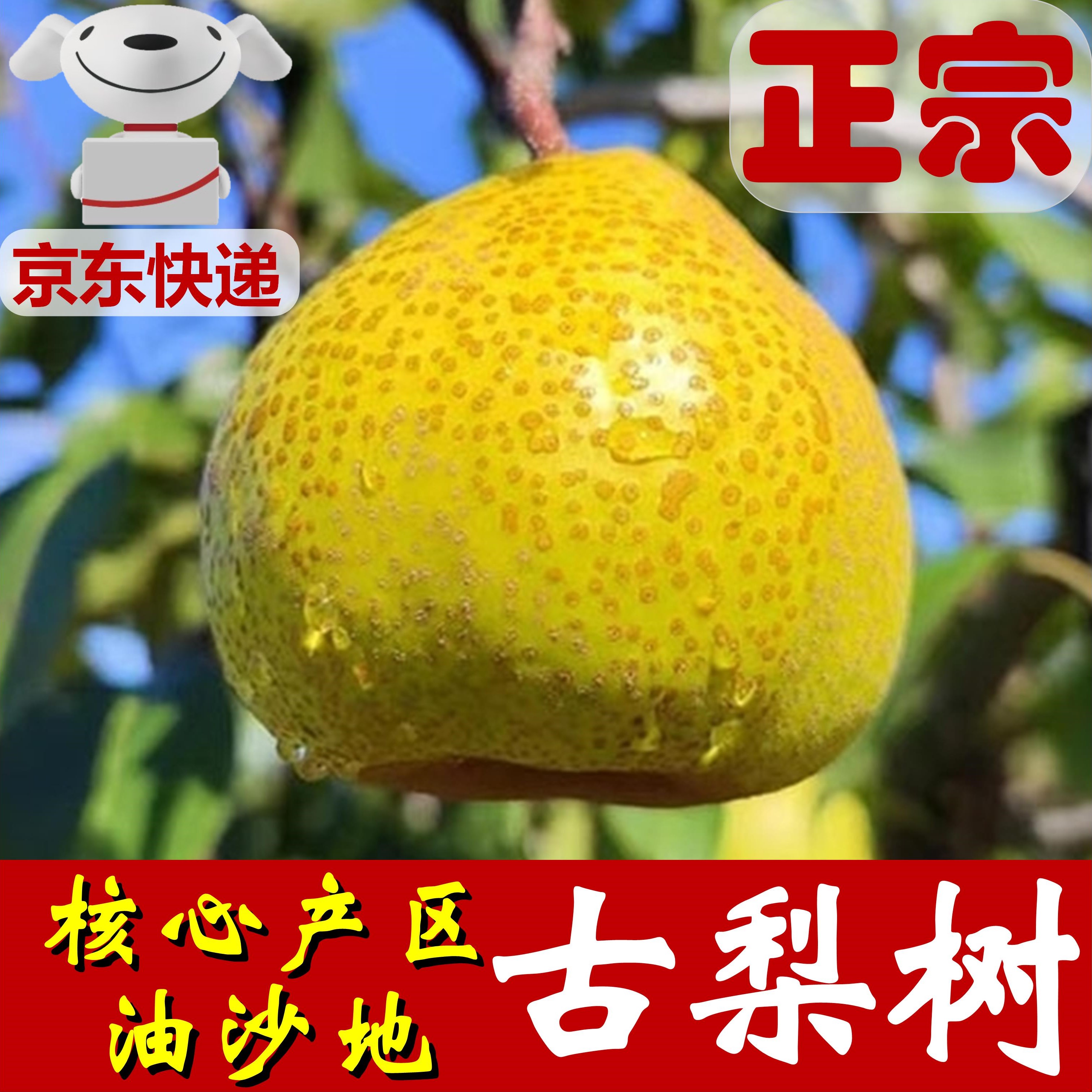【正宗山东莱阳梨】无蜡新鲜慈梨~紧实脆甜无渣~产地直供山东特产