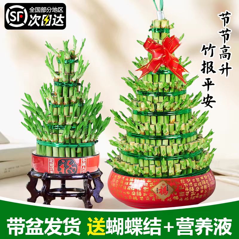 不活包补竹塔富贵竹节节高转运