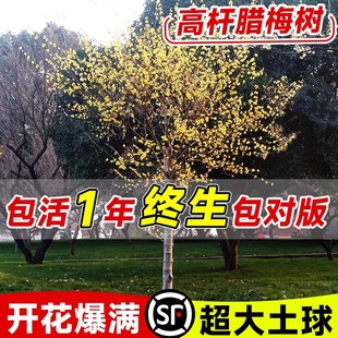 高杆腊梅花树苗庭院地栽盆老桩耐寒冬季开花卉植物浓香原丛生红梅