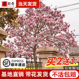 紫玉兰树苗玉兰花大型盆栽耐寒热老桩庭院绿化四季 黄白广玉兰花苗