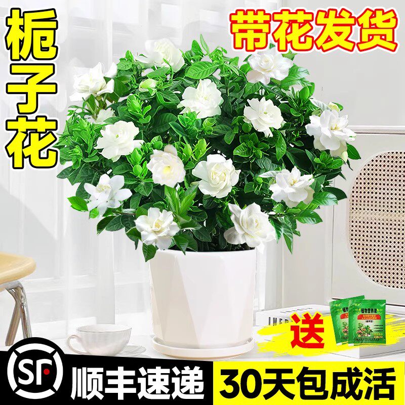 栀子花盆栽带花苞四季开花浓香型