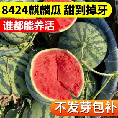 冰糖麒麟西瓜种籽8424甜瓜孑