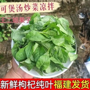 【现货】新鲜枸杞叶四季食用枸杞嫩叶蔬菜纯叶子农家肥种植