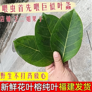 野生新鲜现摘大叶花叶榕巨拟叶螽素背食物榕树叶可喂虫子榕树叶