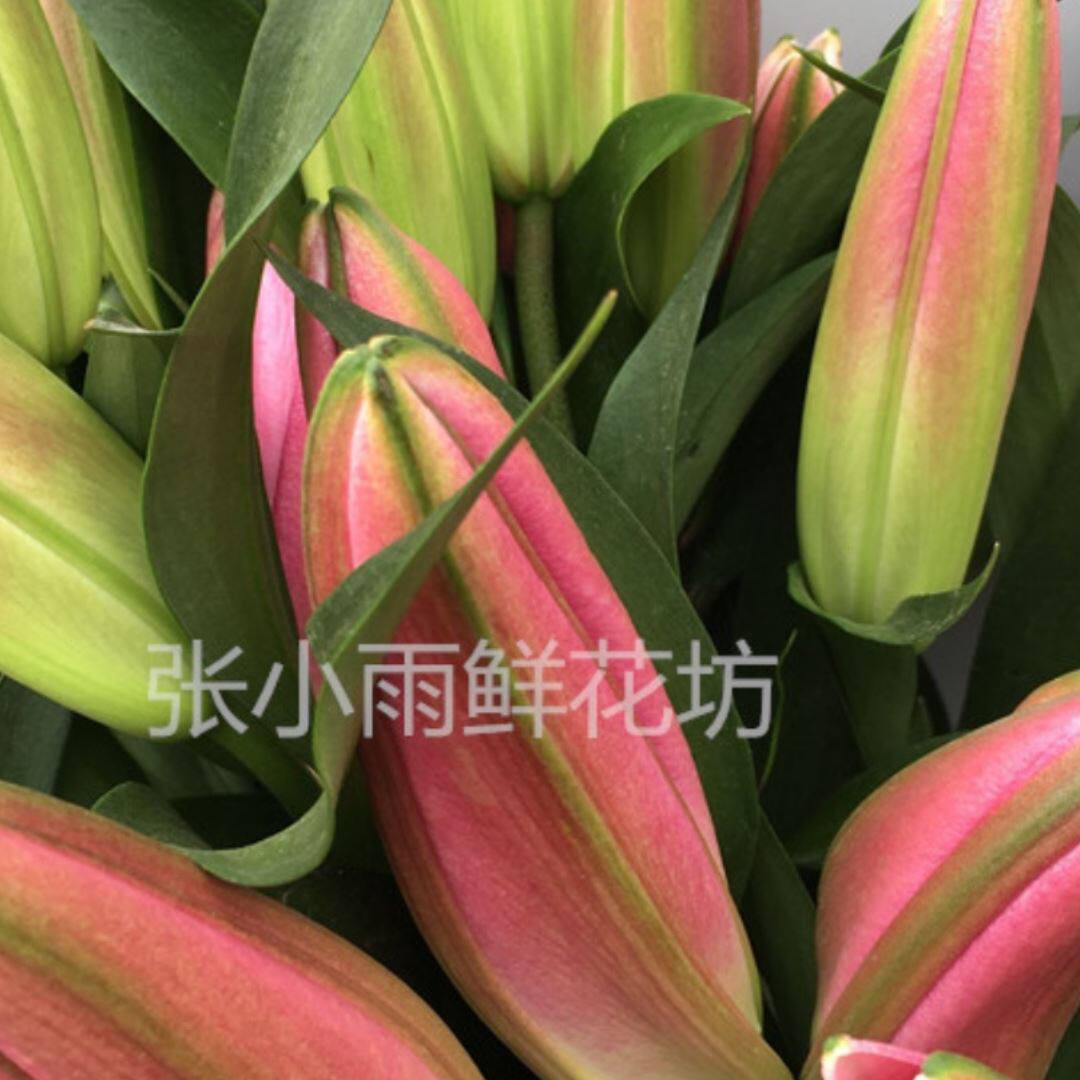 新品鲜花罗宾娜红百合香水百合含苞待放大花头一扎10枝一枝3-4头