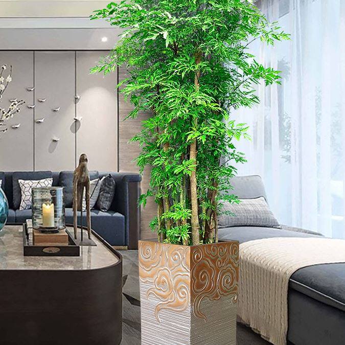 招财纳福镇宅大型细叶福禄桐盆栽摆室内客厅盆景办公室绿植发财树