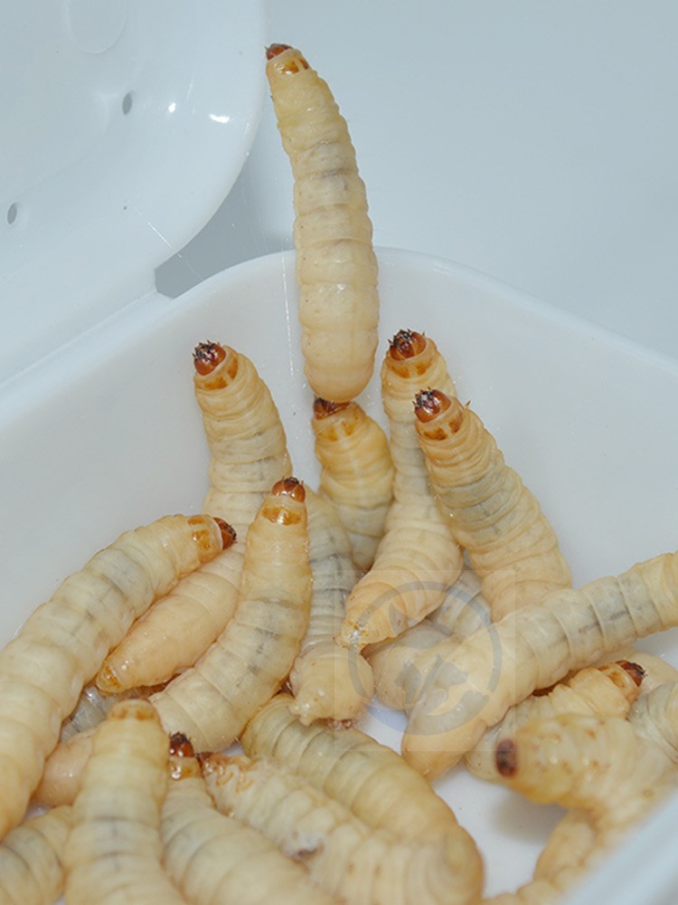 玉米虫活虫包邮钓饵画眉绣眼百灵鸟蜜袋鼯仓鼠守宫角蛙零食葡萄虫