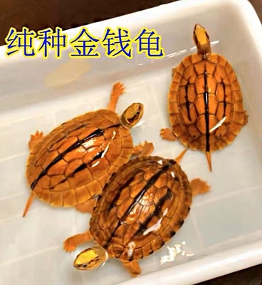 正宗纯种南石金钱龟稀有龟海南招财黄金龟镇宅家养活体宠物观赏龟